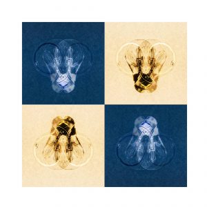 Lumen 2